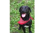 Adopt Mandy a Black - with White Labrador Retriever / Mixed dog in Heber