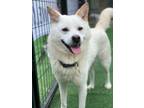 Adopt Aran a White - with Tan, Yellow or Fawn Jindo / Mixed dog in Toronto