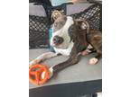 Adopt Aries a American Pit Bull Terrier dog in Wendell, NC (34744753)