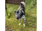 Adopt Stray Intake - Camo a Black Catahoula Leopard Dog / Mixed dog in Keaau