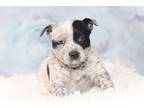 Adopt Ronald Weasley a Blue Heeler dog in Albuquerque, NM (34742567)