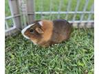 Adopt 50156520 a Brown or Chocolate Guinea Pig / Mixed small animal in Honolulu