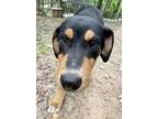 Adopt Bubba a Tricolor (Tan/Brown & Black & White) Hound (Unknown Type) / Mixed