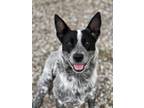 Adopt Roxy a Blue Heeler / Mixed dog in Monterey, CA (34744306)