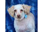 Adopt Lourdes a White - with Tan, Yellow or Fawn Poodle (Standard) / Mixed dog