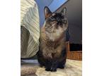 Adopt Myah a Domestic Shorthair / Mixed cat in Comox, BC (34744386)