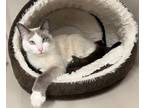 Adopt Anise a Cream or Ivory Siamese (short coat) cat in Harrison, NY (34744239)