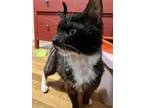 Adopt Couscous a Black & White or Tuxedo Domestic Shorthair (short coat) cat in
