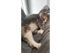 Adopt Zoey a Gray or Blue Calico / Mixed (short coat) cat in Schenectady