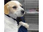 Adopt EDDIE a White - with Tan, Yellow or Fawn Jack Russell Terrier / Mixed dog