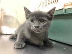 Adopt Melon a Gray or Blue Domestic Shorthair / Domestic Shorthair / Mixed cat