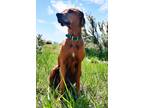 Adopt Jemma a Brown/Chocolate Rhodesian Ridgeback / Mixed dog in Boise