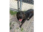 Adopt Jack a Black Mixed Breed (Large) / Mixed dog in Missoula, MT (34743984)