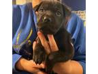 Adopt Gucci Quiche a Black Shar Pei / Mixed dog in Mission, KS (34743910)