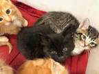 Adopt a All Black Domestic Shorthair / Mixed (short coat) cat in San Martin
