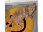 Adopt Playful Penny a Cream or Ivory Domestic Shorthair / Mixed (short coat) cat
