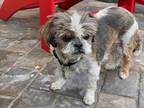 Adopt Scooter a Tan/Yellow/Fawn - with White Shih Tzu / Mixed dog in Boise