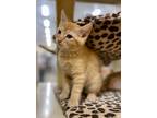 Adopt Rum a Orange or Red Tabby Domestic Shorthair (short coat) cat in