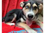 Adopt Felix a Black - with Tan, Yellow or Fawn Shepherd (Unknown Type) / Mixed