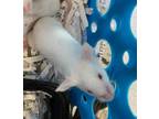 Adopt Marcia a White Mouse / Mouse / Mixed small animal in Auburn, WA (34743764)