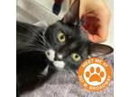 Adopt Stache - NYC a All Black Domestic Shorthair / Mixed cat in New York City