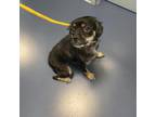 Adopt Penny a Black Cocker Spaniel / Mixed Breed (Small) / Mixed dog in
