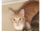 Adopt Faith A Tan Or Fawn Tabby Domestic Shorthair / Mixed (short Coat) Cat In