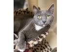 Adopt Angel Pie a Gray or Blue Domestic Shorthair (short coat) cat in Huntington