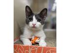 Adopt Digit a Gray or Blue Domestic Shorthair (short coat) cat in Huntington