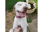 Adopt Bakery a White Mixed Breed (Large) / Mixed dog in Cincinnati
