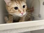 Adopt Randy a Domestic Shorthair / Mixed cat in Houston, TX (34743470)