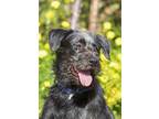 Adopt Luca a Black - with Gray or Silver Lakeland Terrier / Labrador Retriever /