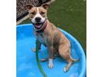 Adopt Lily a American Staffordshire Terrier / Mixed dog in Raleigh
