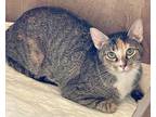 Adopt Brioche a All Black Domestic Shorthair / Domestic Shorthair / Mixed cat in
