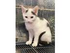 Adopt Powell a White Domestic Shorthair / Domestic Shorthair / Mixed cat in