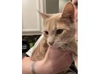 Adopt Lewie a Orange or Red Manx / Mixed (short coat) cat in Kissimmee