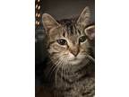 Adopt margot a Brown Tabby Domestic Shorthair / Mixed (short coat) cat in