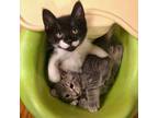Adopt Motor & Grapeseed a Domestic Shorthair / Mixed cat in Brooklyn