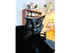Adopt Mordicai a All Black American Shorthair / Mixed (short coat) cat in