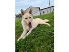 Adopt Bailey a White German Shepherd Dog / Mixed dog in South Park