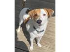 Adopt Rugby a Jack Russell Terrier / Mixed dog in Germantown, OH (34742930)