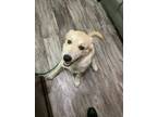 Adopt Mosey a Tan/Yellow/Fawn Great Pyrenees / Mixed dog in South Park