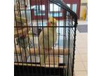 Adopt FLUFFY a Yellow Cockatiel / Mixed bird in Derwood, MD (34742810)