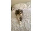 Adopt Nala a Tortoiseshell Siamese / Mixed (short coat) cat in Thousand Oaks