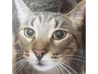 Adopt Himawari a Gray or Blue Domestic Shorthair / Mixed cat in Jacksonville