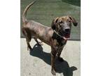 Adopt a Brindle Plott Hound / Mixed dog in Winter Haven, FL (34742778)