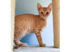 Adopt Ciabatta a Orange or Red Domestic Shorthair / Domestic Shorthair / Mixed