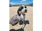 Adopt Peso a Black - with White Poodle (Miniature) / Old English Sheepdog /