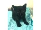 Adopt Katisha a All Black Domestic Shorthair / Domestic Shorthair / Mixed cat in