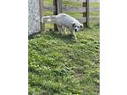 Adopt Forrest a White - with Black Great Pyrenees / Mixed dog in Columbia